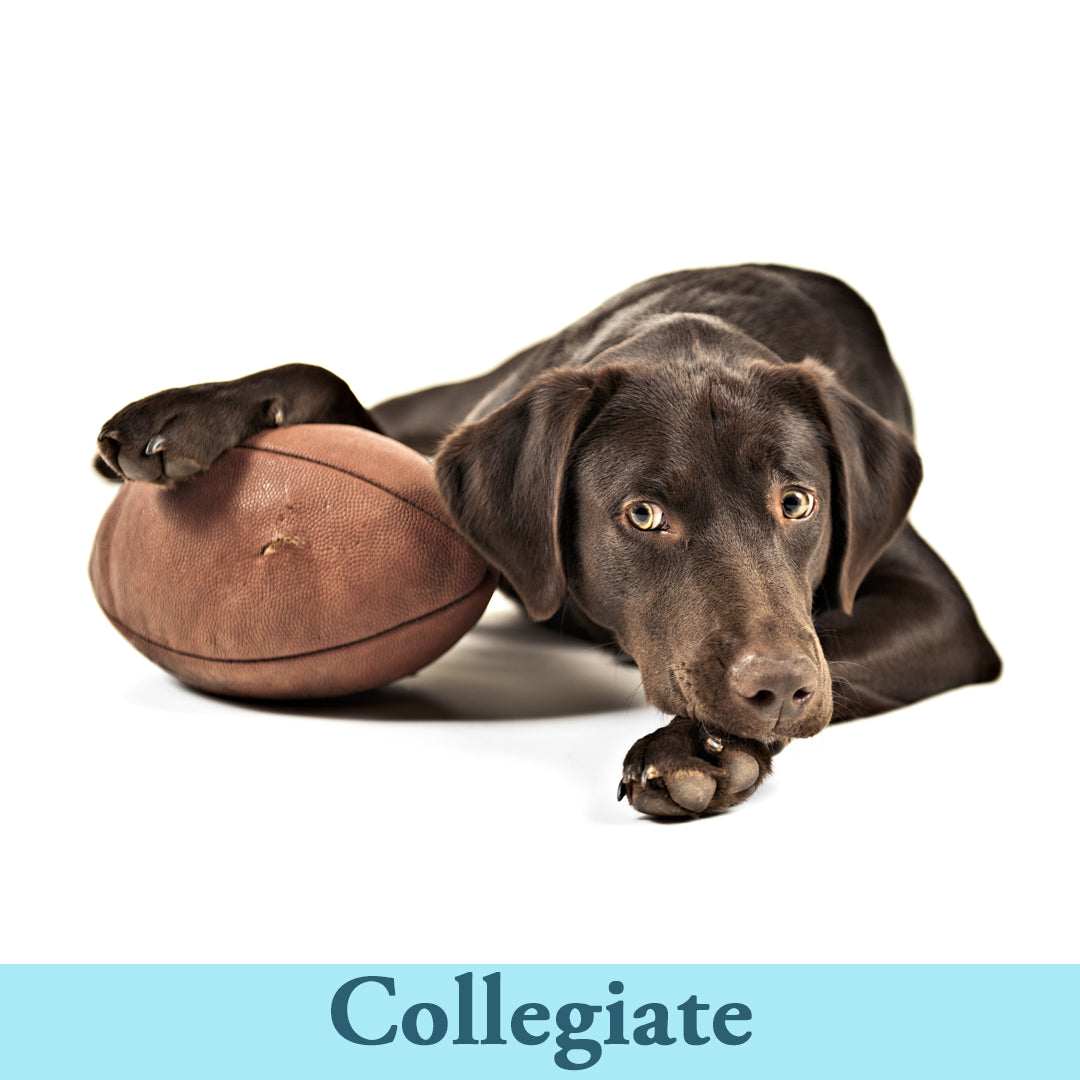 Collegiate Pet Gear